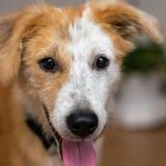 orlando-pet-friendly-1