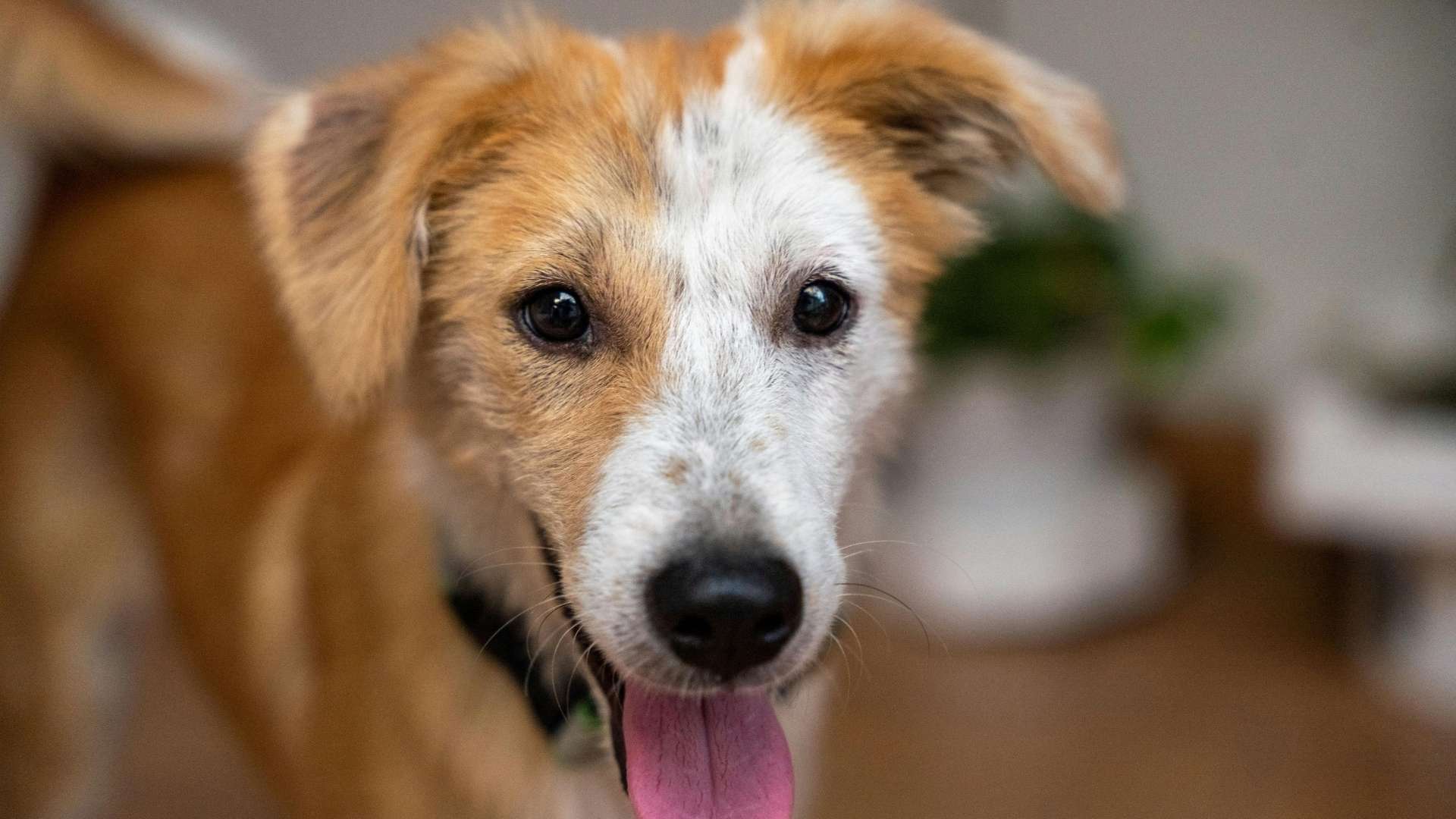 orlando-pet-friendly-1