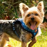 casa-pet-riendly en Orlando este 2026-1