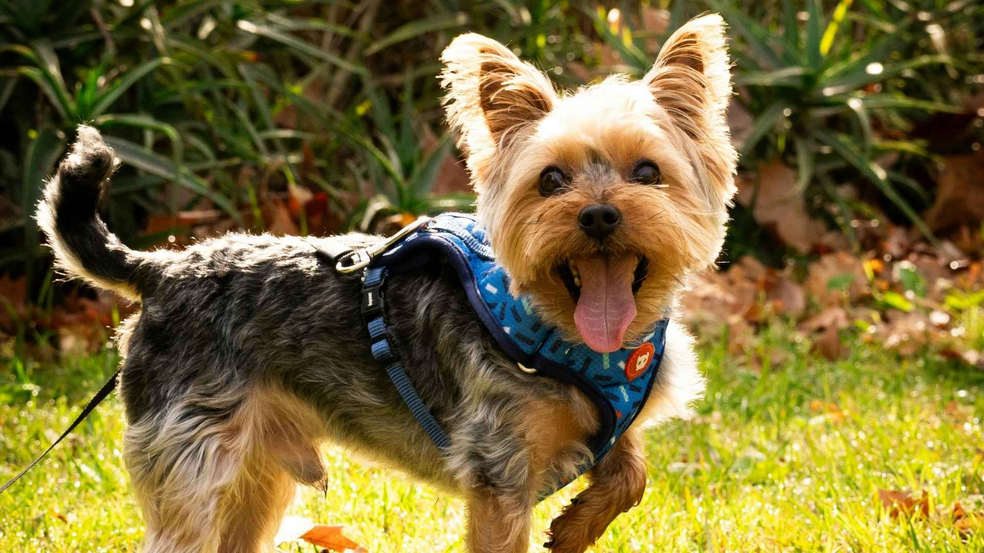 casa-pet-riendly en Orlando este 2026-1